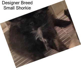 Designer Breed Small Shorkie