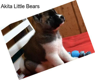 Akita Little Bears