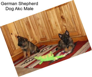 German Shepherd Dog Akc Male