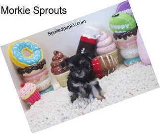 Morkie Sprouts