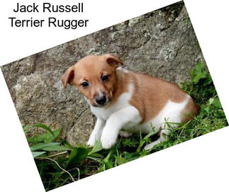 Jack Russell Terrier Rugger