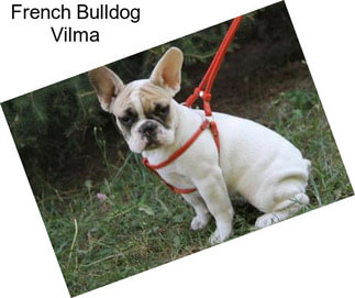 French Bulldog Vilma
