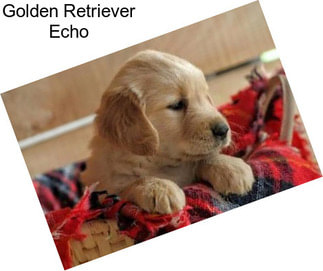 Golden Retriever Echo