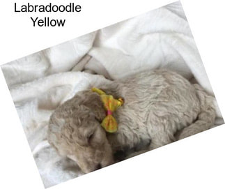 Labradoodle Yellow