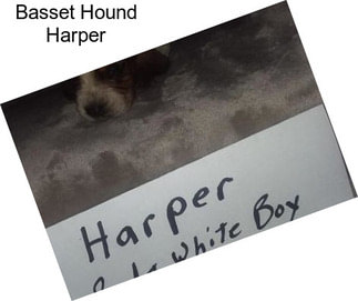 Basset Hound Harper