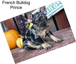 French Bulldog Prince