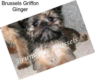 Brussels Griffon Ginger