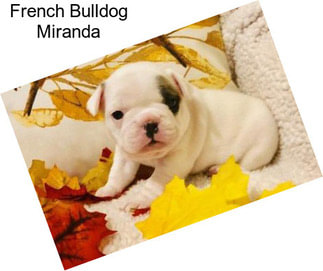 French Bulldog Miranda