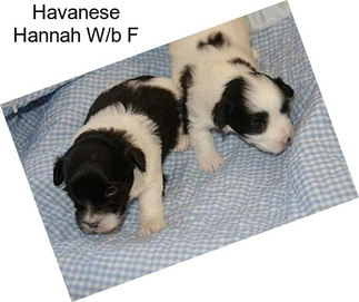 Havanese Hannah W/b F