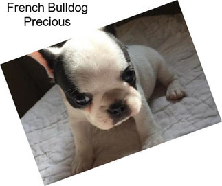French Bulldog Precious