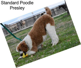 Standard Poodle Presley