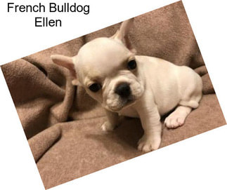 French Bulldog Ellen