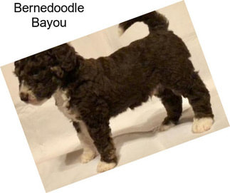 Bernedoodle Bayou