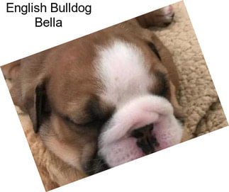 English Bulldog Bella