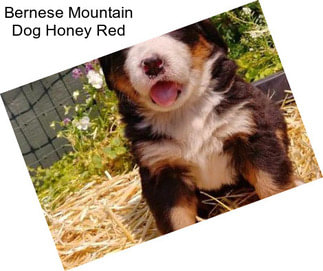 Bernese Mountain Dog Honey Red