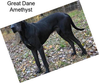 Great Dane Amethyst