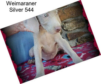 Weimaraner Silver 544