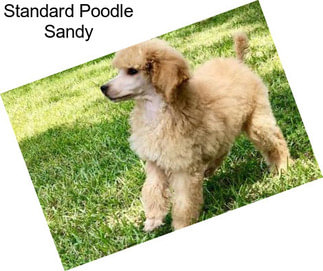 Standard Poodle Sandy
