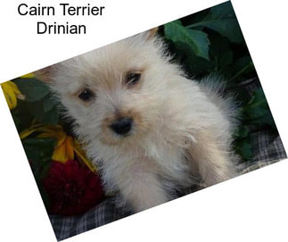 Cairn Terrier Drinian