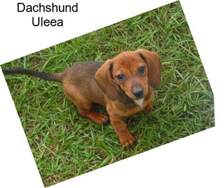 Dachshund Uleea