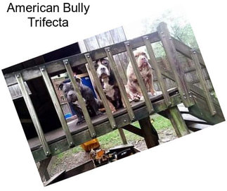 American Bully Trifecta