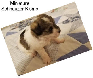 Miniature Schnauzer Kismo