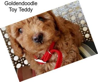 Goldendoodle Toy Teddy