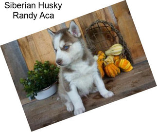 Siberian Husky Randy Aca