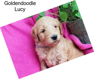 Goldendoodle Lucy