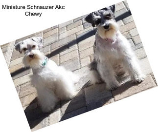 Miniature Schnauzer Akc Chewy