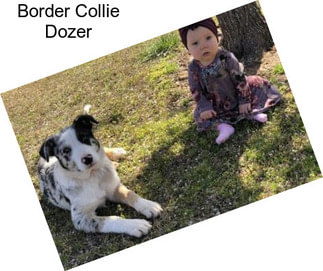 Border Collie Dozer