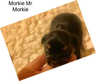 Morkie Mr Morkie