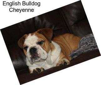 English Bulldog Cheyenne