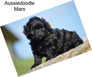 Aussiedoodle Mars