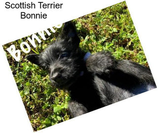 Scottish Terrier Bonnie