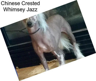 Chinese Crested Whimsey Jazz