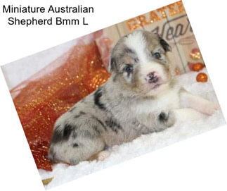 Miniature Australian Shepherd Bmm L