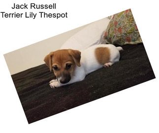 Jack Russell Terrier Lily Thespot