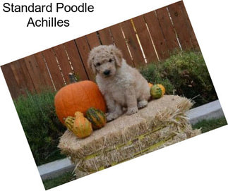 Standard Poodle Achilles