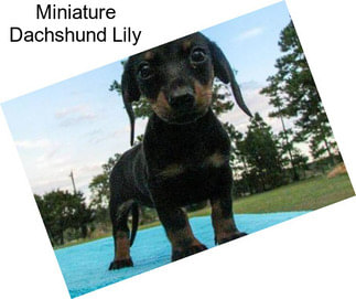 Miniature Dachshund Lily