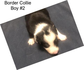 Border Collie Boy #2