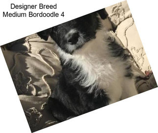 Designer Breed Medium Bordoodle 4