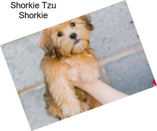 Shorkie Tzu Shorkie