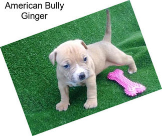 American Bully Ginger