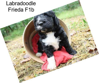 Labradoodle Frieda F1b