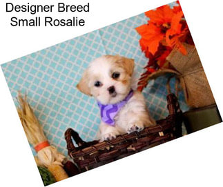 Designer Breed Small Rosalie