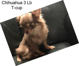 Chihuahua 3 Lb T-cup