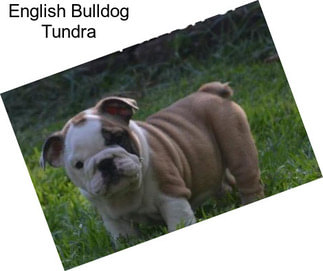 English Bulldog Tundra