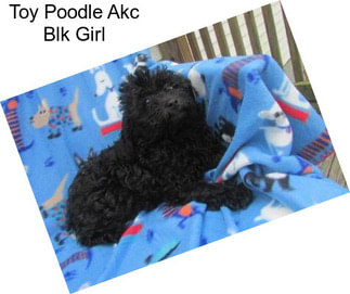 Toy Poodle Akc Blk Girl