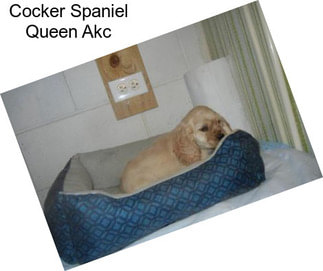 Cocker Spaniel Queen Akc